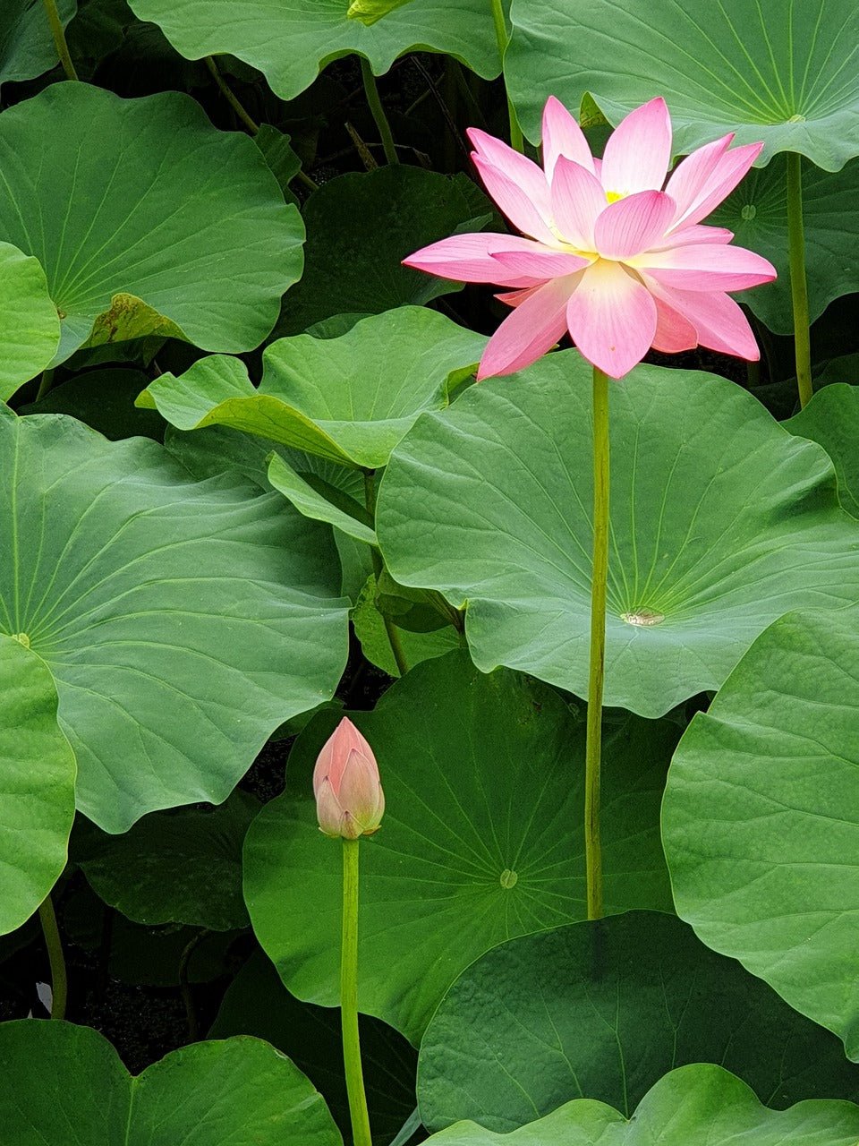 La Feuille de Lotus : L'allié naturel pour votre minceur - Maya Slim