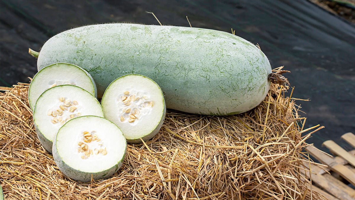 La Peau de Melon d'Hiver : Un Secret Naturel pour la Minceur et la Détox - Maya Slim