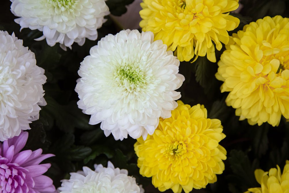 Le Chrysanthème : Une Fleur aux Vertus Minceur et Détoxifiantes - Maya Slim