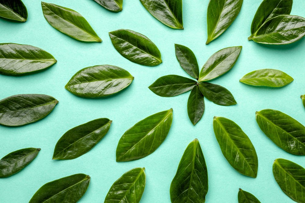 Le Thé Vert : L’élixir naturel pour une perte de poids efficace et durable - Maya Slim