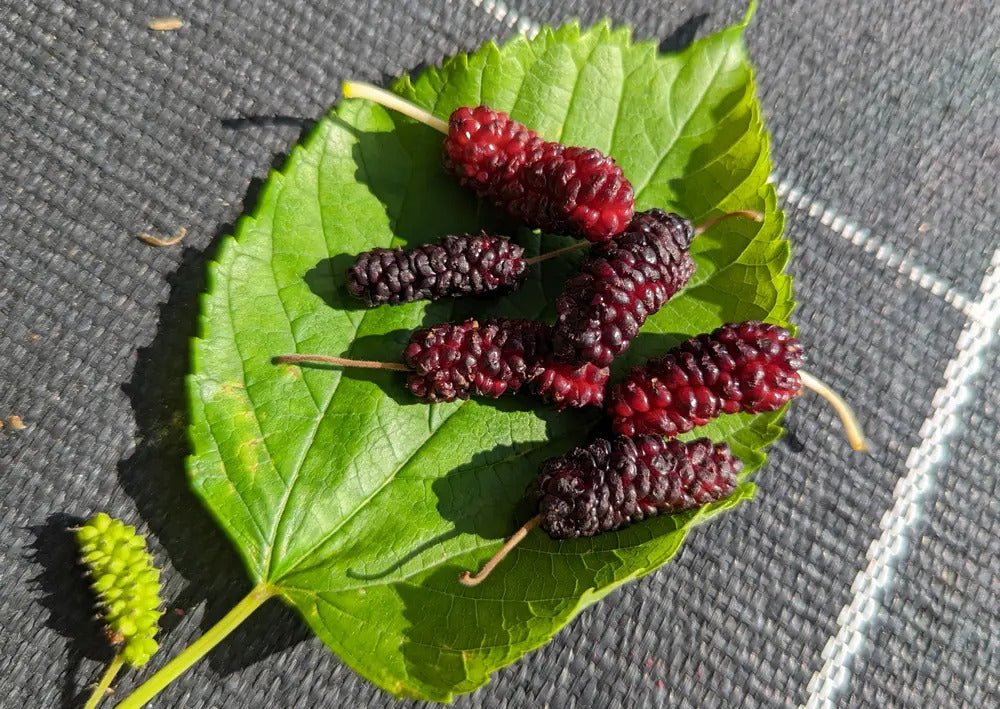 Les Feuilles de Mûrier : Le secret naturel pour une perte de poids efficace et une santé éclatante - Maya Slim